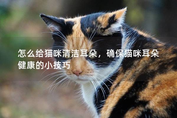 怎么給貓咪清潔耳朵，確保貓咪耳朵健康的小技巧