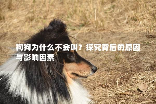狗狗為什么不會(huì)叫？探究背后的原因與影響因素
