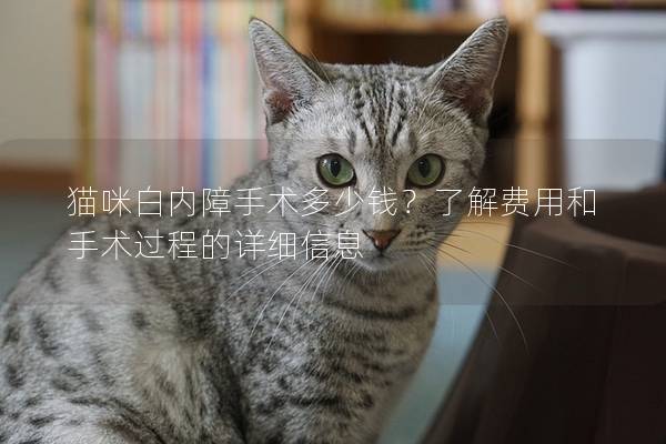 貓咪白內(nèi)障手術(shù)多少錢？了解費(fèi)用和手術(shù)過程的詳細(xì)信息