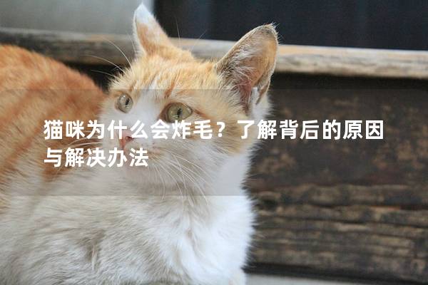 貓咪為什么會炸毛？了解背后的原因與解決辦法