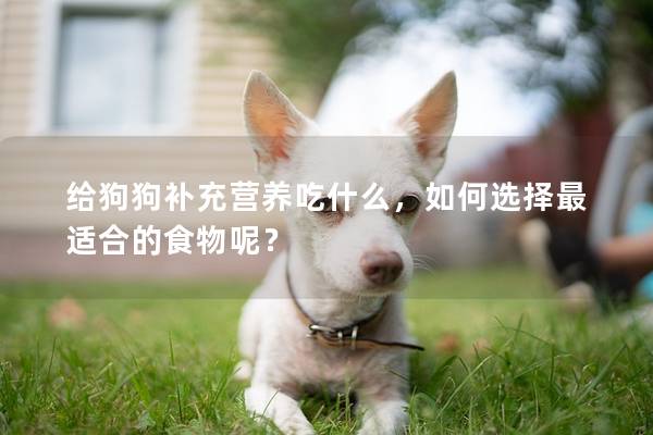 給狗狗補充營養(yǎng)吃什么，如何選擇最適合的食物呢？