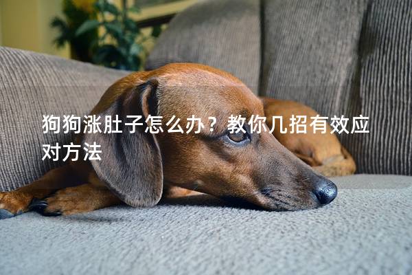 狗狗漲肚子怎么辦？教你幾招有效應(yīng)對(duì)方法
