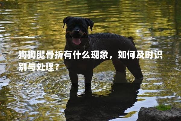 狗狗腿骨折有什么現象，如何及時識別與處理？