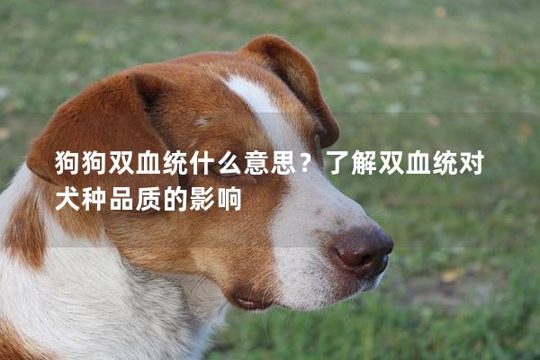 狗狗雙血統什么意思?了解雙血統對犬種品質的影響 狗狗雙血統什么意思?了解雙血統對犬種品質的影響