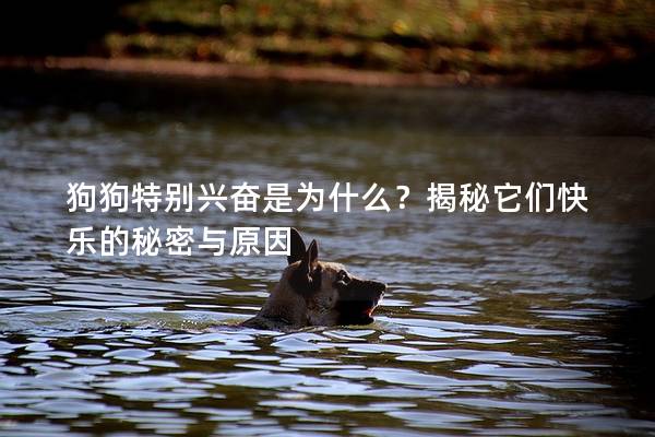 狗狗特別興奮是為什么？揭秘它們快樂(lè)的秘密與原因