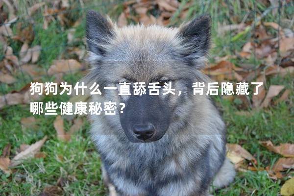 狗狗為什么一直舔舌頭，背后隱藏了哪些健康秘密？
