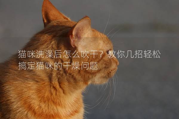 貓咪洗澡后怎么吹干？教你幾招輕松搞定貓咪的干燥問題