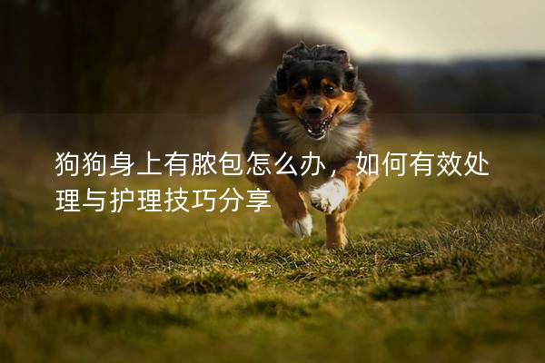 狗狗身上有膿包怎么辦，如何有效處理與護理技巧分享