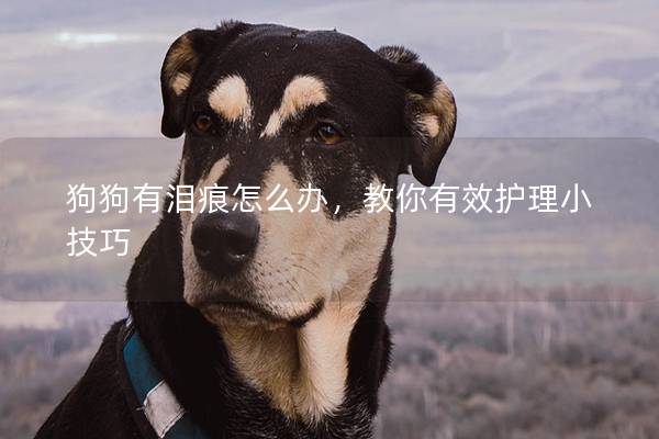 狗狗有淚痕怎么辦，教你有效護理小技巧