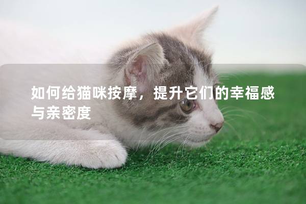 如何給貓咪按摩，提升它們的幸福感與親密度
