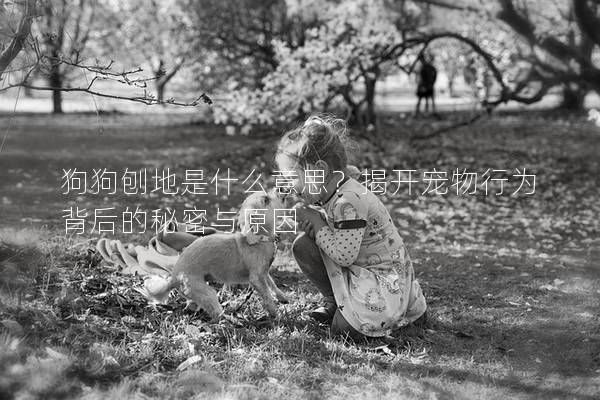 狗狗刨地是什么意思？揭開寵物行為背后的秘密與原因