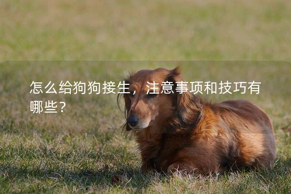 怎么給狗狗接生，注意事項(xiàng)和技巧有哪些？
