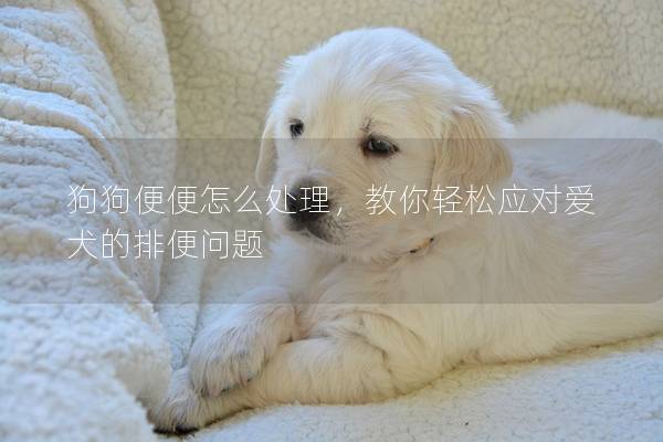 狗狗便便怎么處理，教你輕松應(yīng)對愛犬的排便問題