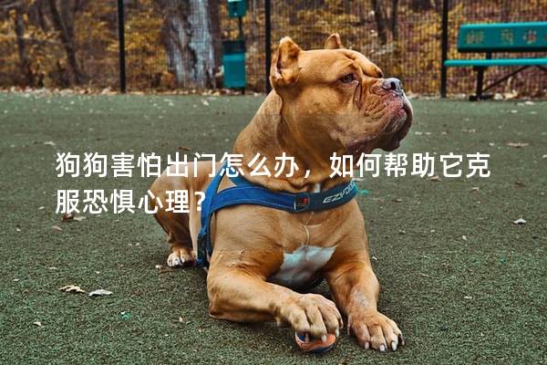 狗狗害怕出門怎么辦，如何幫助它克服恐懼心理？
