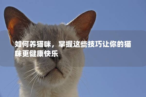 如何養(yǎng)貓咪，掌握這些技巧讓你的貓咪更健康快樂(lè)