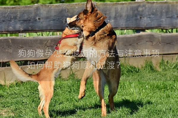 狗狗假孕怎么退奶的方法與注意事項(xiàng)，如何幫助狗狗順利過(guò)渡？