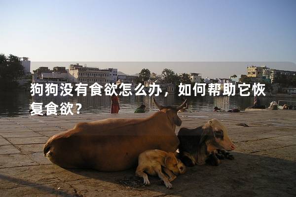 狗狗沒有食欲怎么辦，如何幫助它恢復食欲？