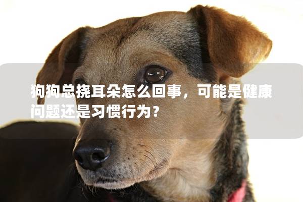 狗狗總撓耳朵怎么回事，可能是健康問題還是習慣行為？