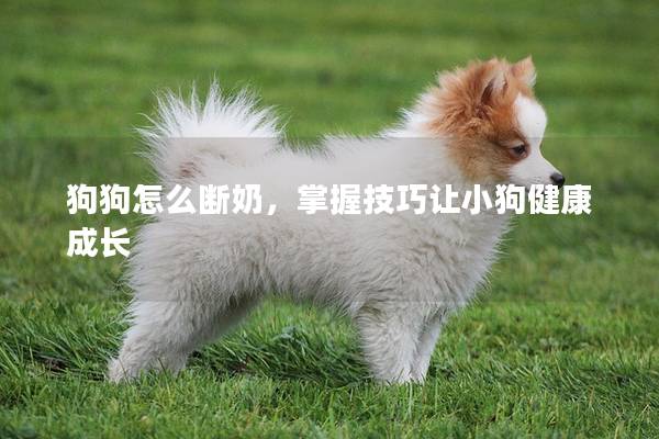 狗狗怎么斷奶，掌握技巧讓小狗健康成長