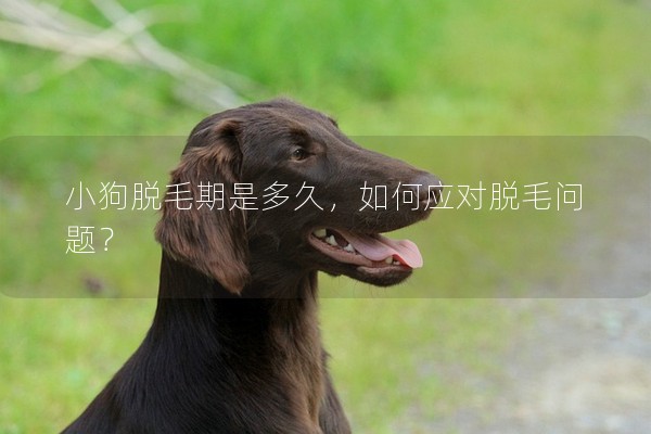 小狗脫毛期是多久,如何應(yīng)對(duì)脫毛問題? 小狗脫毛期是多久,如何應(yīng)對(duì)脫毛問題?
