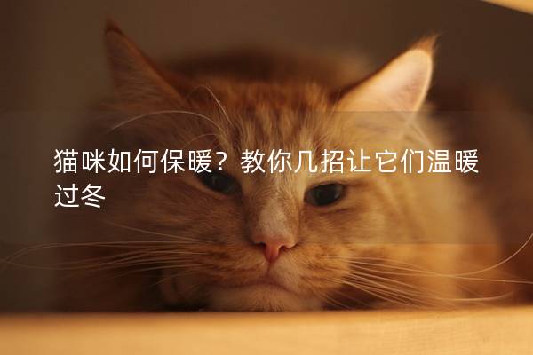 貓咪如何保暖？教你幾招讓它們溫暖過冬