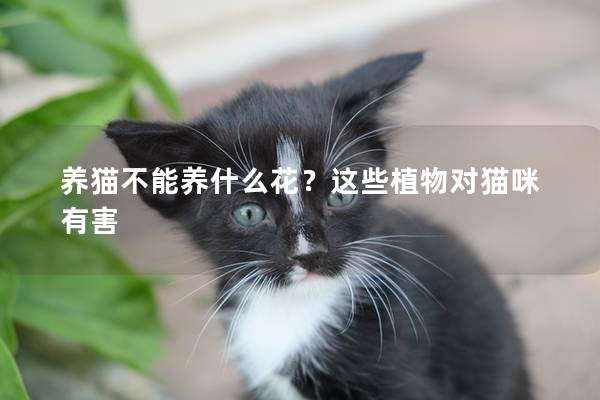 養貓不能養什么花？這些植物對貓咪有害