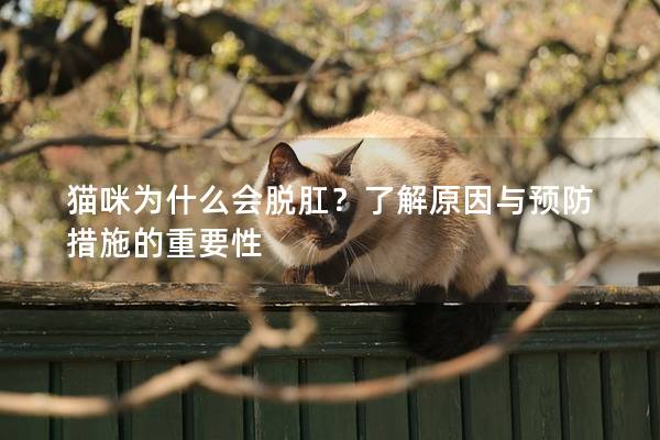 貓咪為什么會脫肛？了解原因與預防措施的重要性