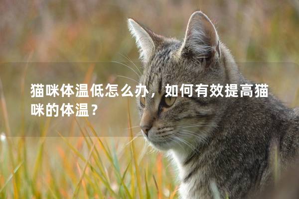 貓咪體溫低怎么辦，如何有效提高貓咪的體溫？