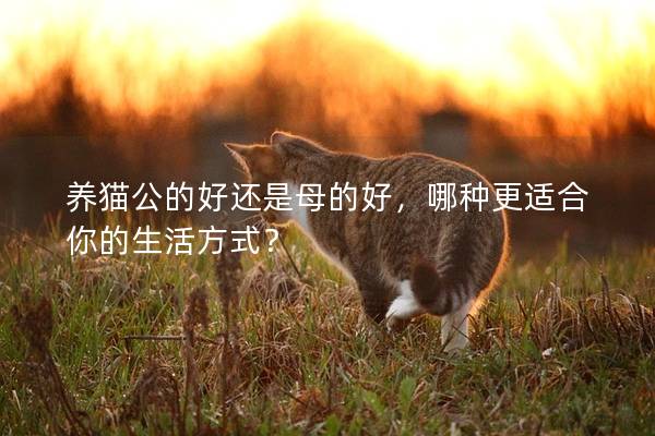 養(yǎng)貓公的好還是母的好，哪種更適合你的生活方式？