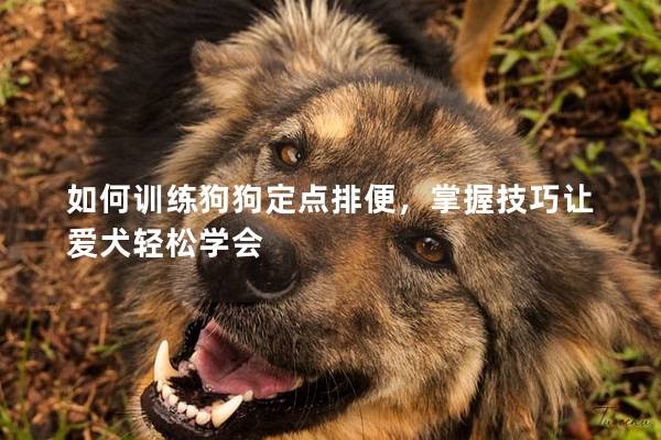 如何訓練狗狗定點排便，掌握技巧讓愛犬輕松學會