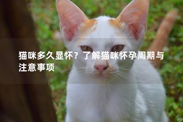 貓咪多久顯懷？了解貓咪懷孕周期與注意事項