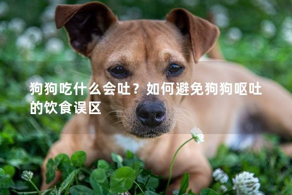 狗狗吃什么會吐？如何避免狗狗嘔吐的飲食誤區