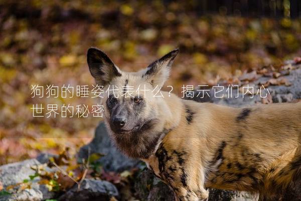 狗狗的睡姿代表什么？揭示它們內心世界的秘密