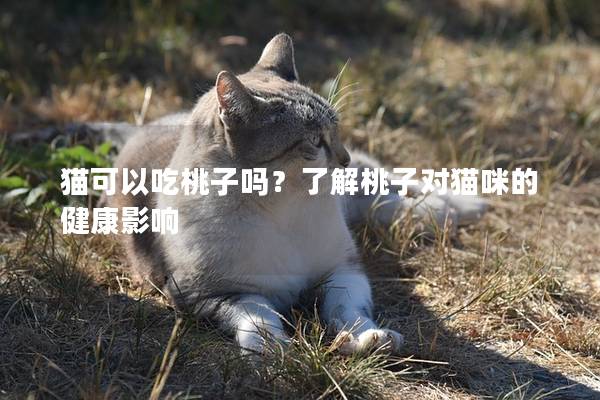 貓可以吃桃子嗎？了解桃子對貓咪的健康影響