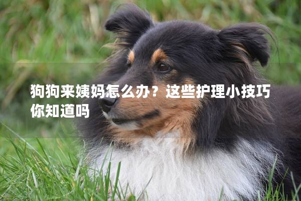 狗狗來姨媽怎么辦？這些護(hù)理小技巧你知道嗎