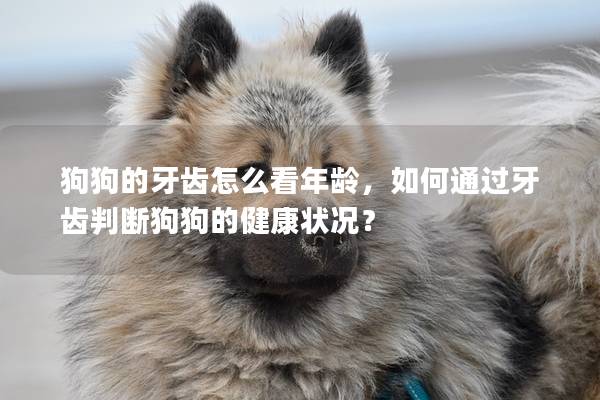 狗狗的牙齒怎么看年齡，如何通過牙齒判斷狗狗的健康狀況？