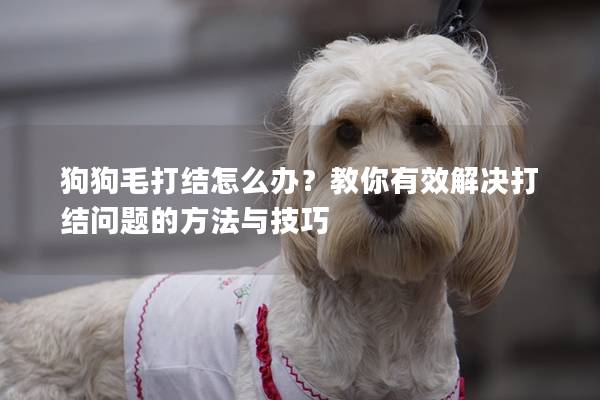 狗狗毛打結(jié)怎么辦？教你有效解決打結(jié)問(wèn)題的方法與技巧