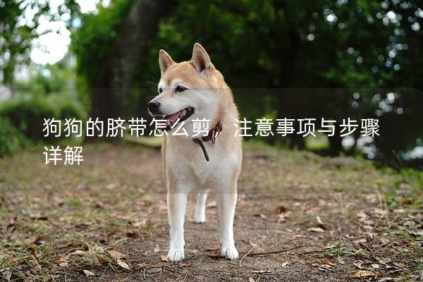 狗狗的臍帶怎么剪，注意事項(xiàng)與步驟詳解