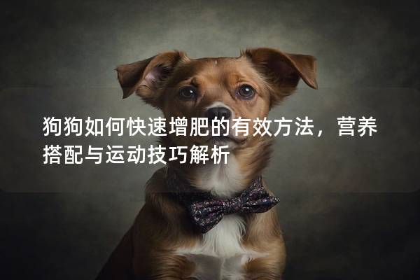 狗狗如何快速增肥的有效方法，營養(yǎng)搭配與運(yùn)動(dòng)技巧解析