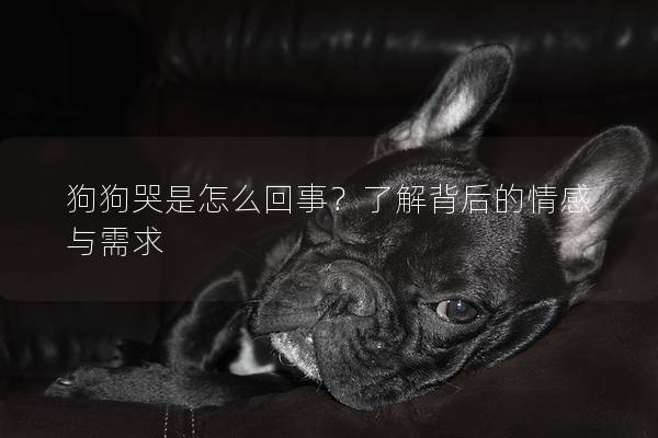 狗狗哭是怎么回事？了解背后的情感與需求