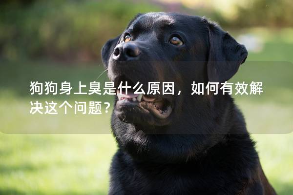 狗狗身上臭是什么原因，如何有效解決這個問題？