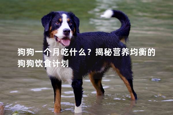 狗狗一個(gè)月吃什么？揭秘營養(yǎng)均衡的狗狗飲食計(jì)劃