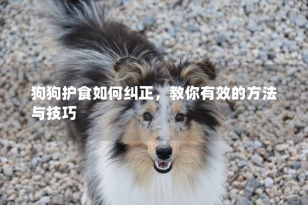 狗狗護食如何糾正，教你有效的方法與技巧