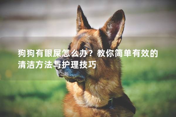 狗狗有眼屎怎么辦？教你簡單有效的清潔方法與護理技巧