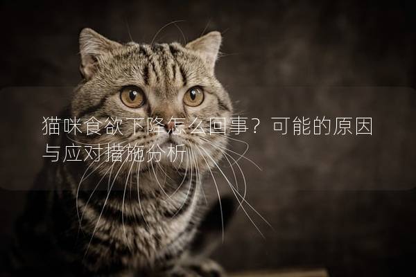 貓咪食欲下降怎么回事？可能的原因與應對措施分析