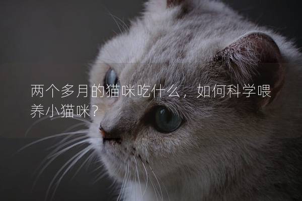 兩個多月的貓咪吃什么，如何科學喂養小貓咪？