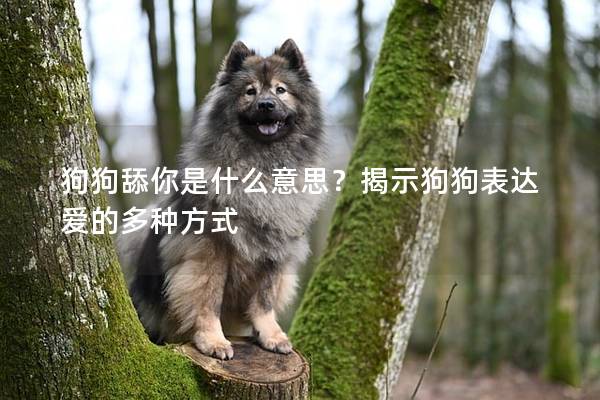 狗狗舔你是什么意思？揭示狗狗表達愛的多種方式