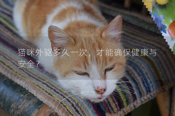 貓咪外驅多久一次，才能確保健康與安全？