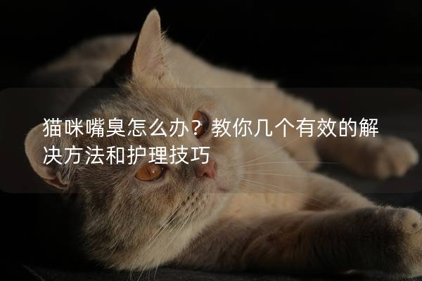 貓咪嘴臭怎么辦？教你幾個有效的解決方法和護理技巧