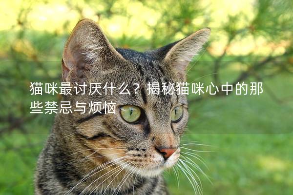 貓咪最討厭什么？揭秘貓咪心中的那些禁忌與煩惱